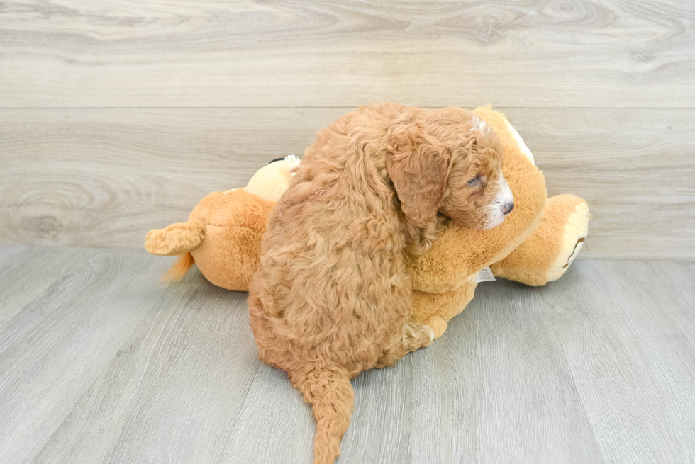 Adorable Golden Retriever Poodle Mix Poodle Mix Puppy