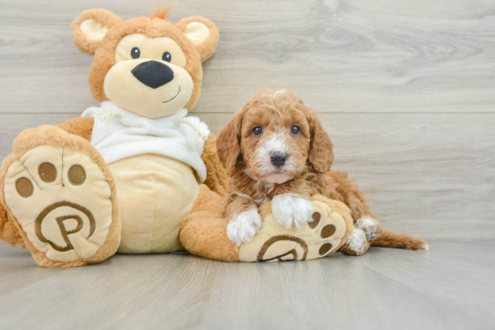 Friendly Mini Goldendoodle Baby