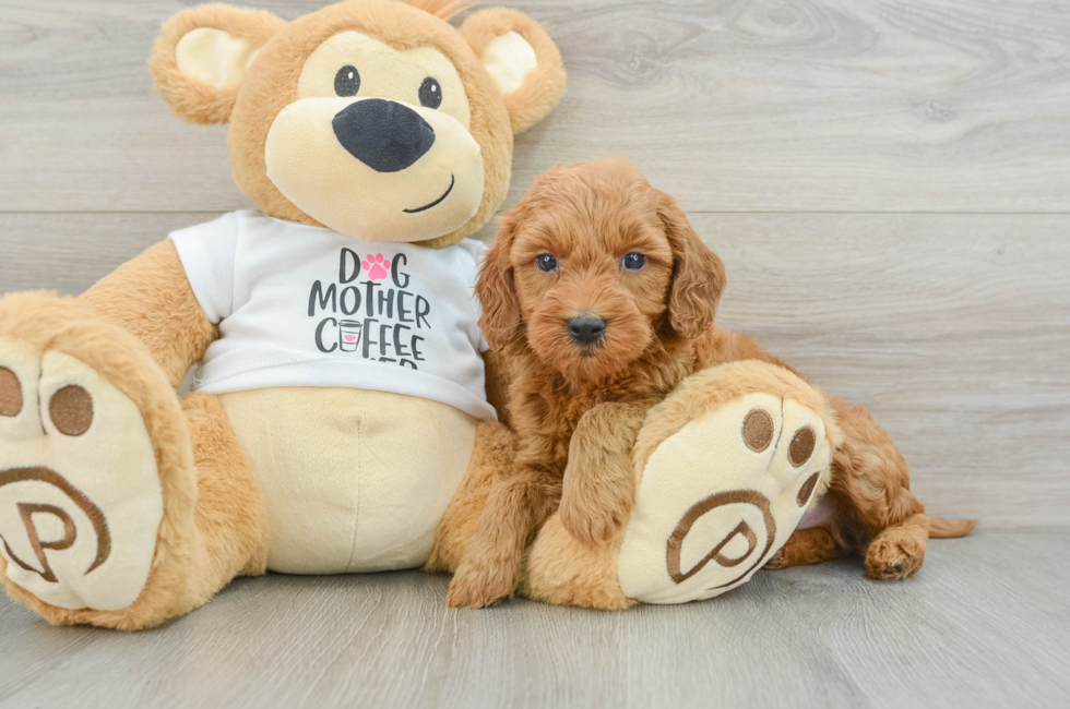 6 week old Mini Goldendoodle Puppy For Sale - Lone Star Pups