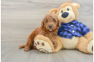 Playful Mini Groodle Poodle Mix Puppy