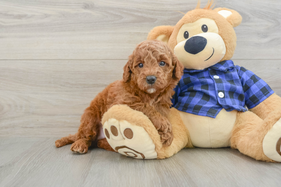 Playful Mini Groodle Poodle Mix Puppy
