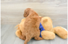 Best Mini Goldendoodle Baby
