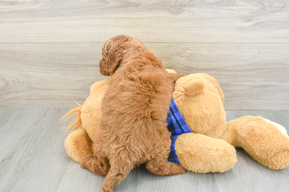 Best Mini Goldendoodle Baby