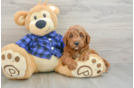 Best Mini Goldendoodle Baby
