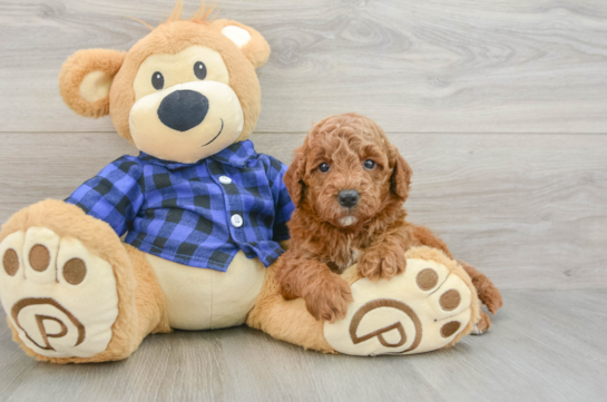 Best Mini Goldendoodle Baby