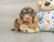 7 week old Mini Goldendoodle Puppy For Sale - Lone Star Pups