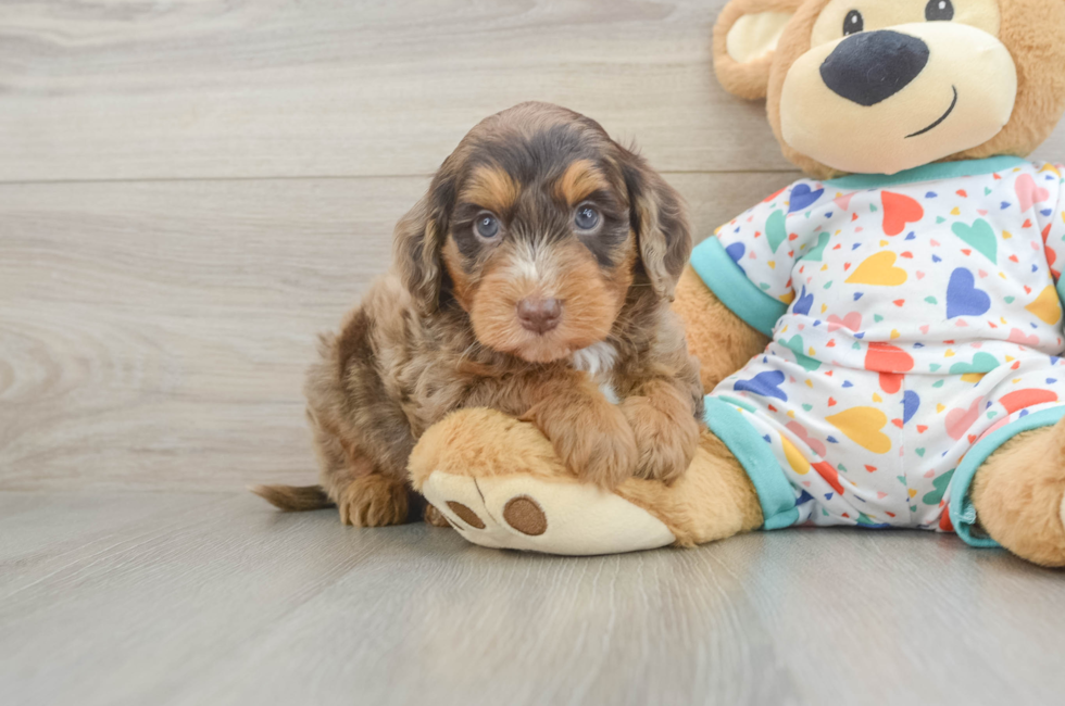 5 week old Mini Goldendoodle Puppy For Sale - Lone Star Pups
