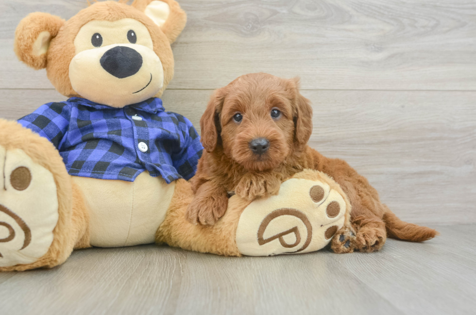 5 week old Mini Goldendoodle Puppy For Sale - Lone Star Pups