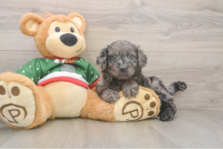 Small Mini Goldendoodle Baby