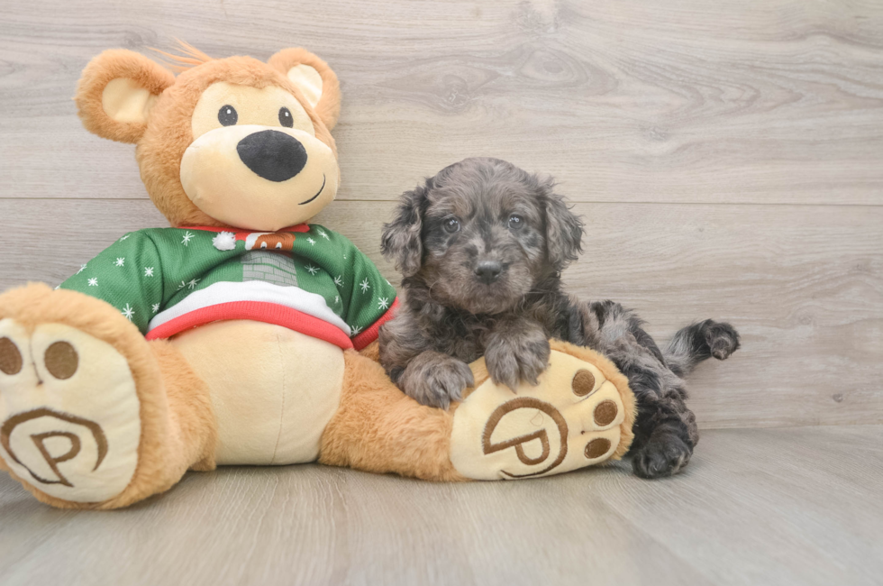 5 week old Mini Goldendoodle Puppy For Sale - Lone Star Pups