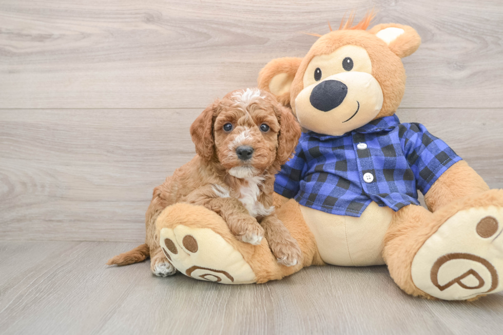 Hypoallergenic Mini Goldiepoo Poodle Mix Puppy