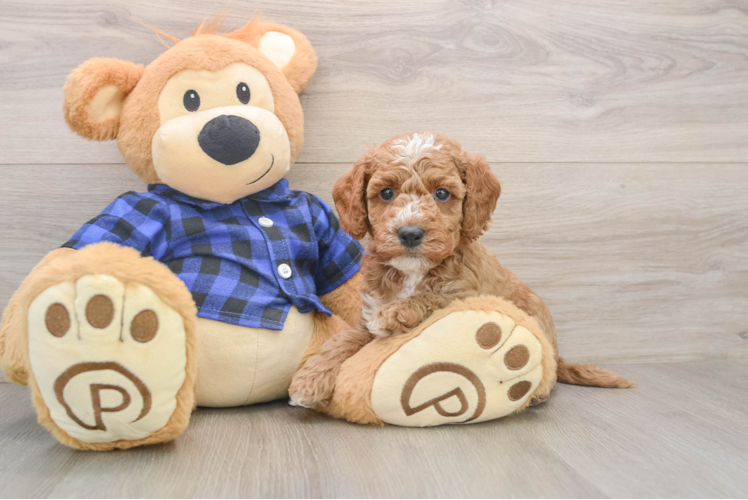 Hypoallergenic Mini Goldiepoo Poodle Mix Puppy