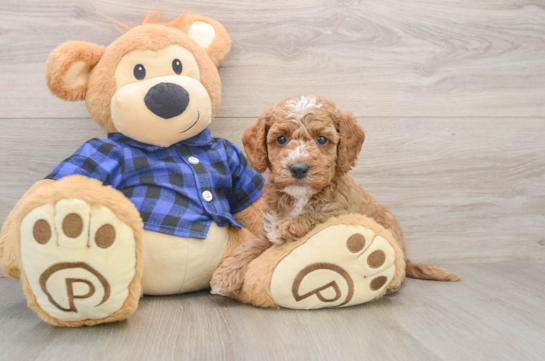 Hypoallergenic Mini Goldiepoo Poodle Mix Puppy