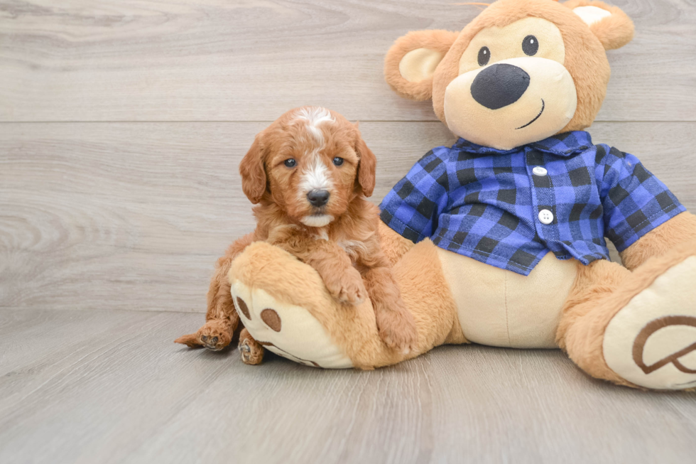 Mini Goldendoodle Pup Being Cute