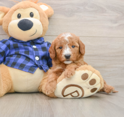 7 week old Mini Goldendoodle Puppy For Sale - Lone Star Pups