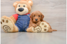 Mini Goldendoodle Pup Being Cute