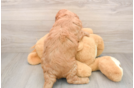 Happy Mini Goldendoodle Baby