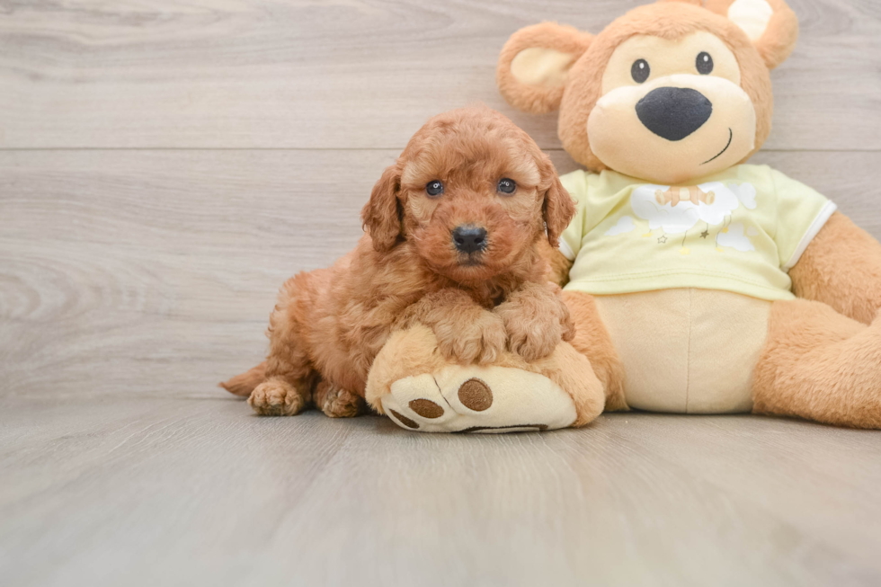 Best Mini Goldendoodle Baby
