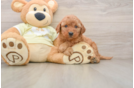 Popular Mini Goldendoodle Poodle Mix Pup
