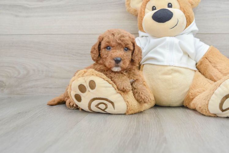 Small Mini Goldendoodle Baby