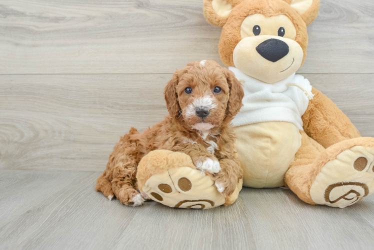 Little Mini Goldenpoo Poodle Mix Puppy