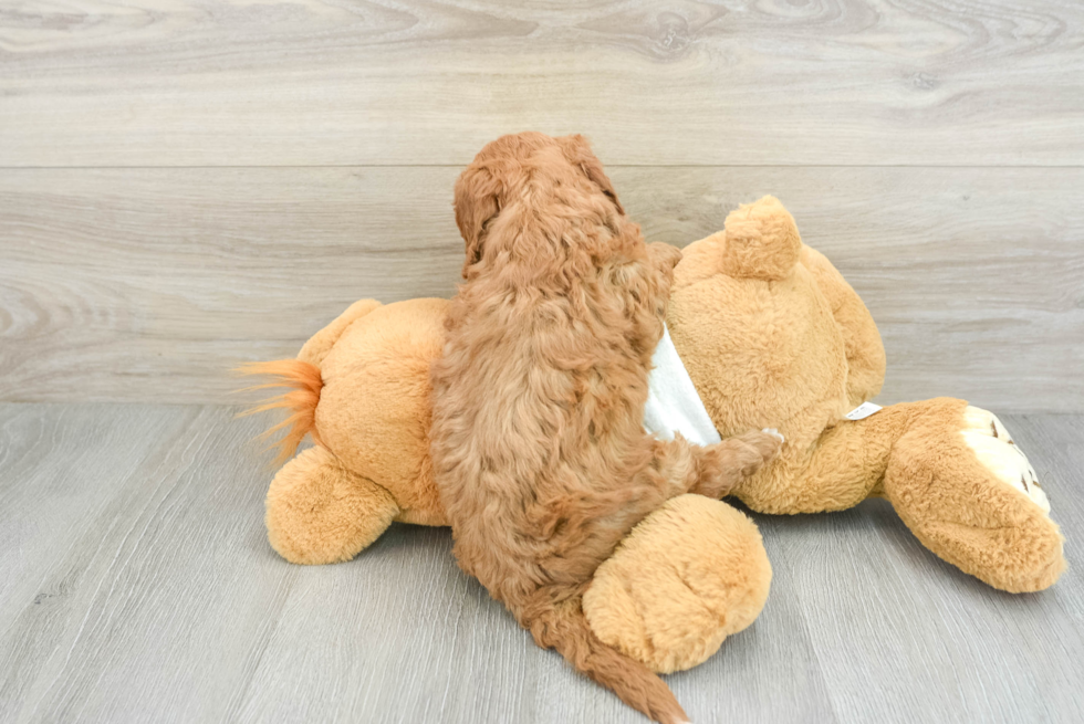 Mini Goldendoodle Pup Being Cute