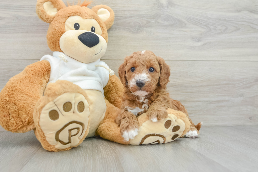 Energetic Golden Doodle Poodle Mix Puppy