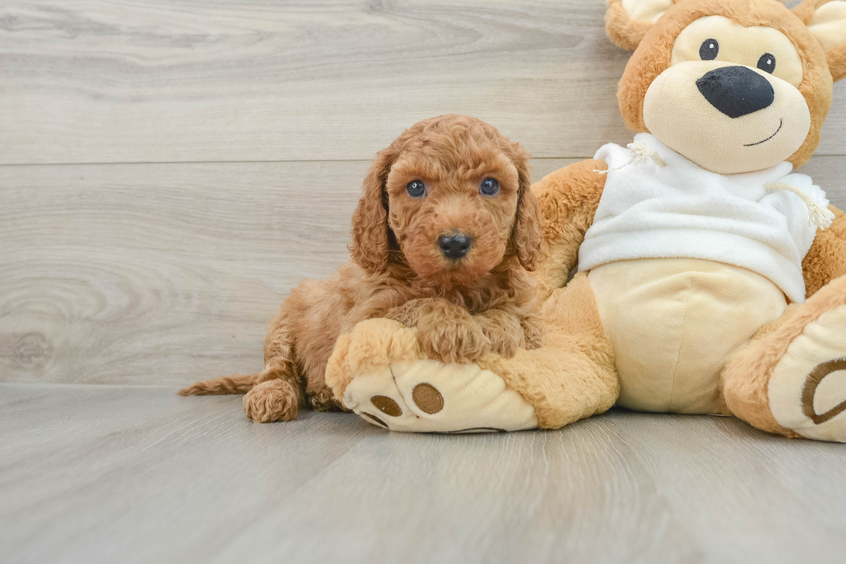 Mini poodle mix puppies hotsell