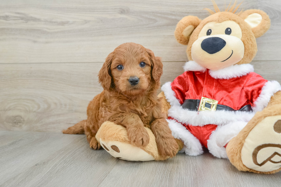 Little Mini Goldenpoo Poodle Mix Puppy