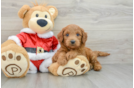 Mini Goldendoodle Pup Being Cute