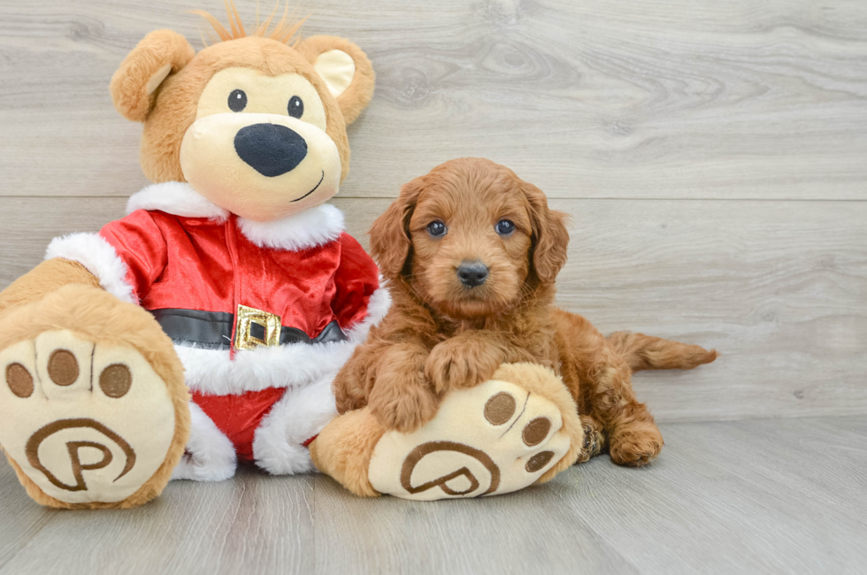 5 week old Mini Goldendoodle Puppy For Sale - Lone Star Pups