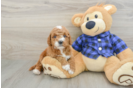 Little Mini Goldenpoo Poodle Mix Puppy