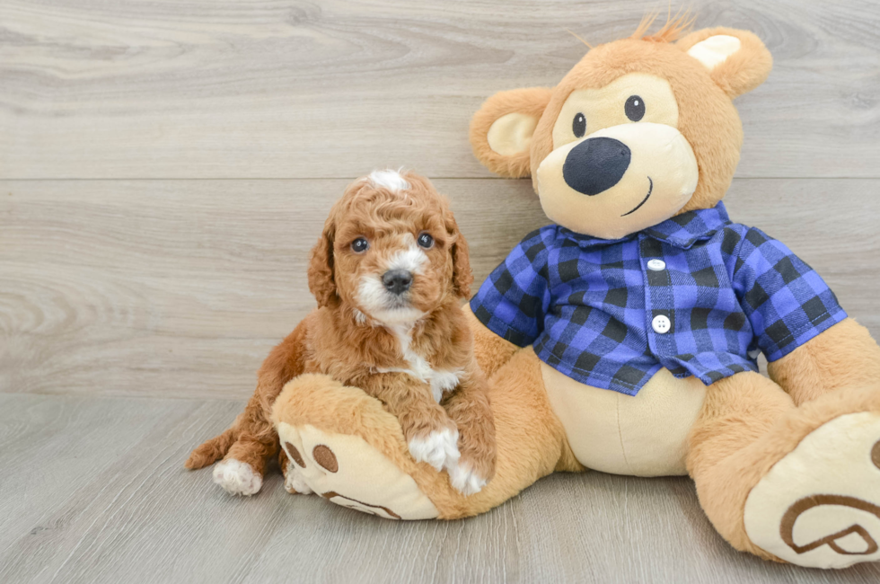 5 week old Mini Goldendoodle Puppy For Sale - Lone Star Pups