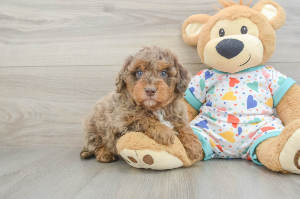 5 week old Mini Goldendoodle Puppy For Sale - Lone Star Pups