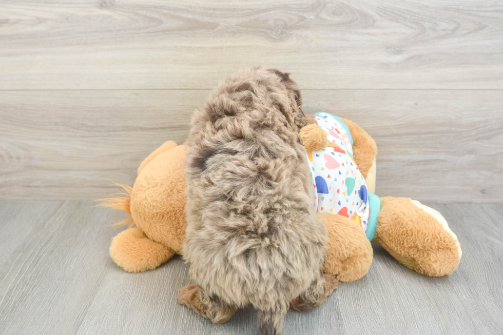 Mini Goldendoodle Puppy for Adoption