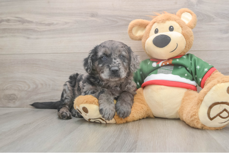 Mini Goldendoodle Puppy for Adoption