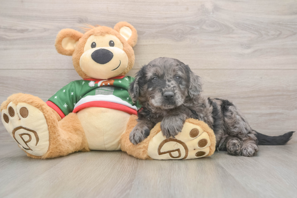 Cute Mini Goldendoodle Baby