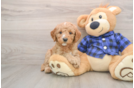 Petite Mini Goldendoodle Poodle Mix Pup