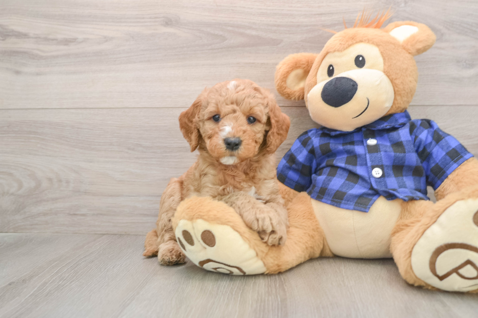Petite Mini Goldendoodle Poodle Mix Pup