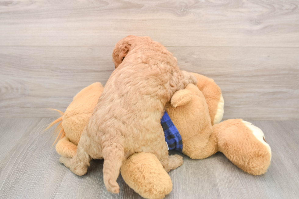 Mini Goldendoodle Pup Being Cute