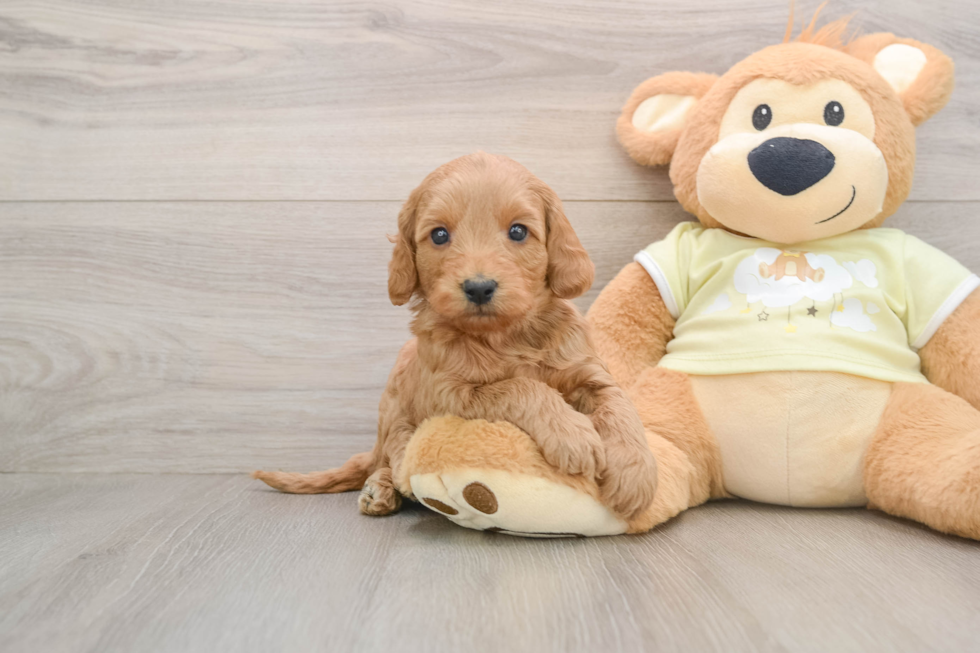 Adorable Golden Retriever Poodle Mix Poodle Mix Puppy