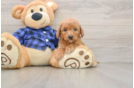 Mini Goldendoodle Pup Being Cute
