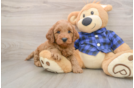 Cute Mini Goldendoodle Baby