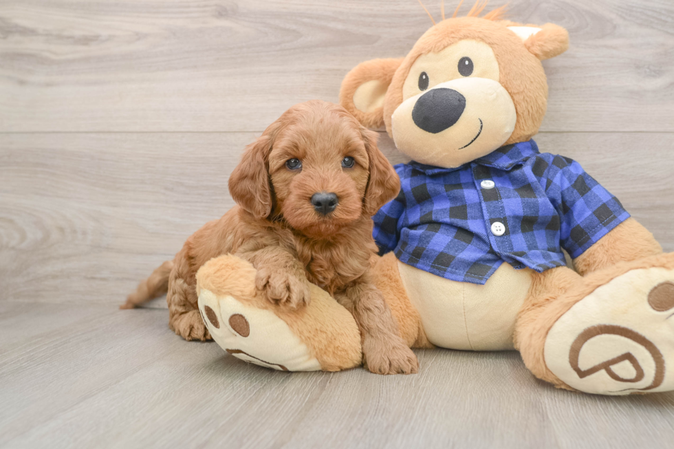 Cute Mini Goldendoodle Baby