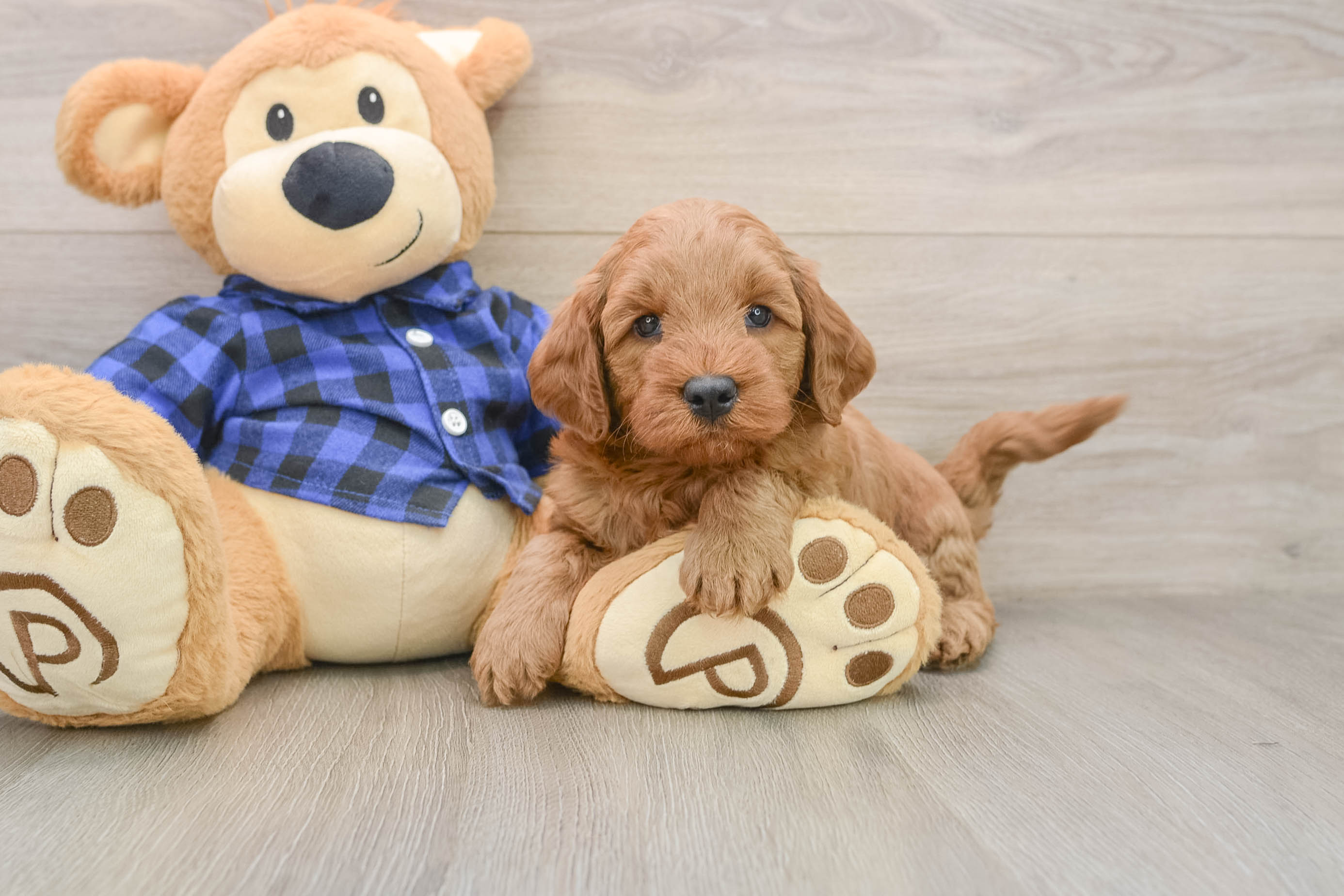Mini Goldendoodle Pup Being Cute
