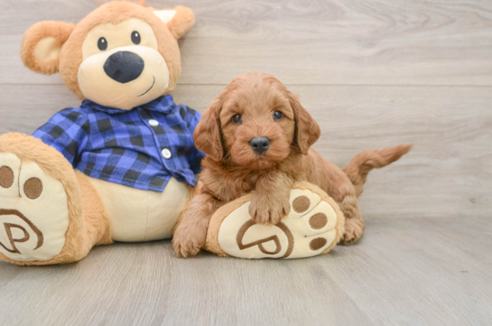 Mini Goldendoodle Pup Being Cute