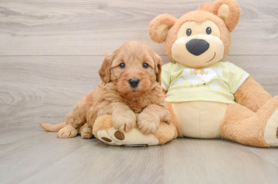 Mini Goldendoodle Puppy for Adoption