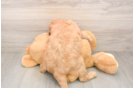 Adorable Golden Retriever Poodle Mix Poodle Mix Puppy