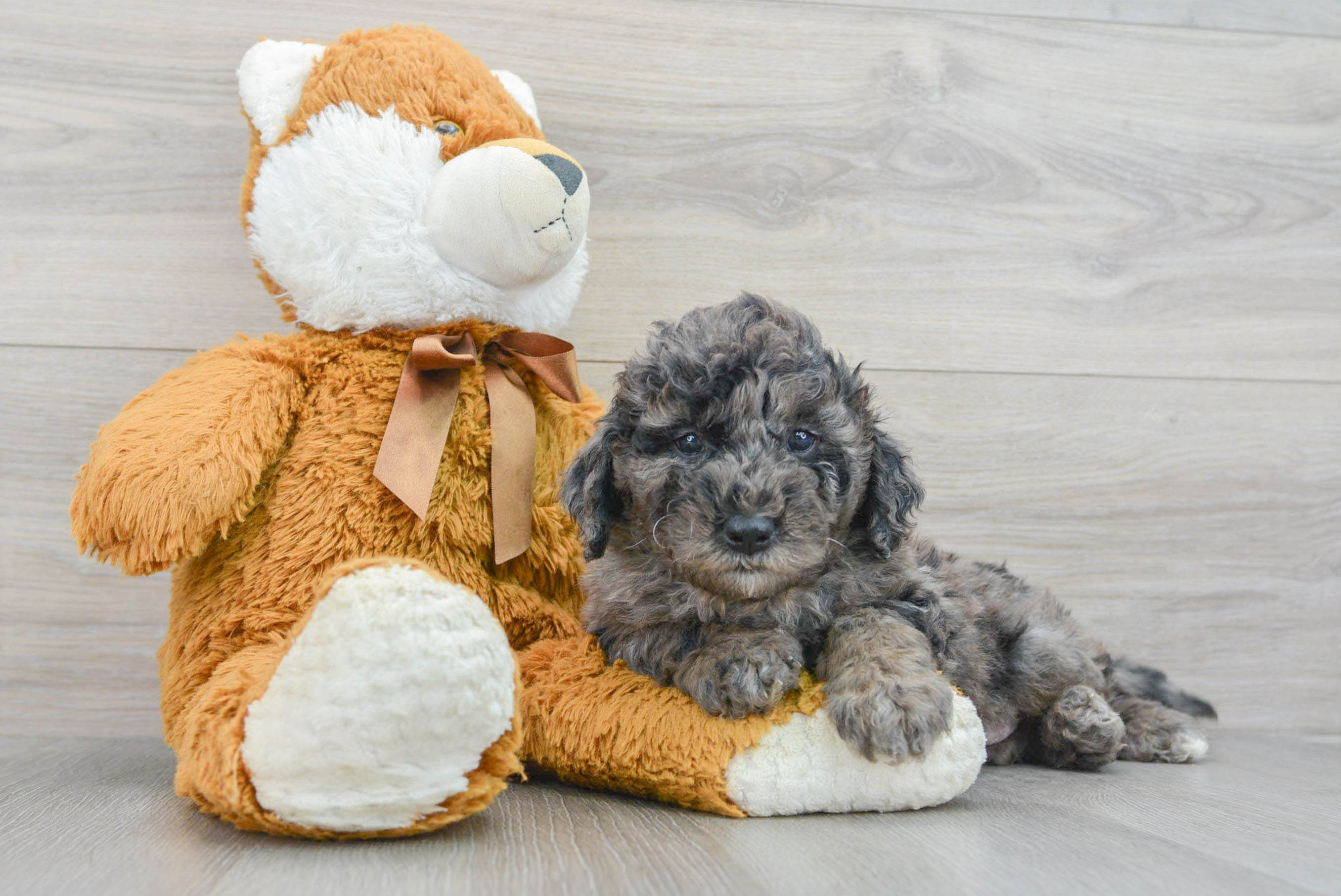 Best Mini Goldendoodle Baby