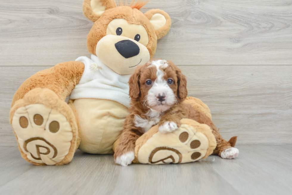 Sweet Mini Goldendoodle Baby